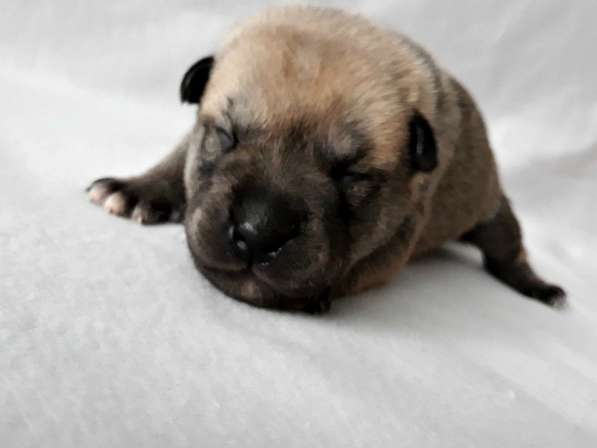 Открыты бронь на щенков КА ДЕ БО в Ижевске фото 8