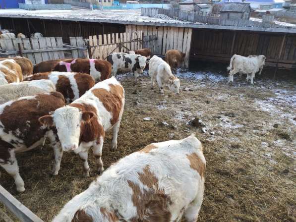 Коровы из России в Сибае фото 12