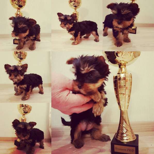 Щенки Йоркширского терьера в Санкт-Петербурге фото 7