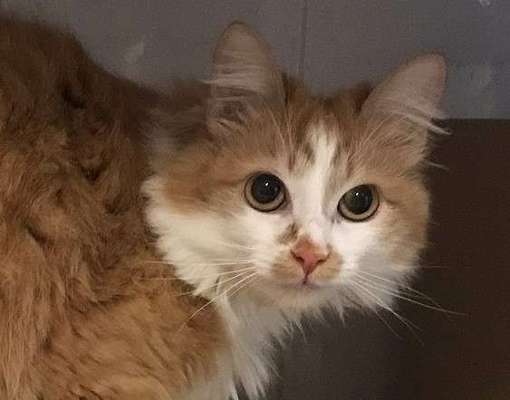 Солнечная кошка Милочка в Москве фото 15