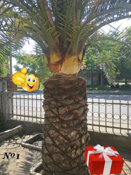 Продаются Финиковые Пальмы в фото 38