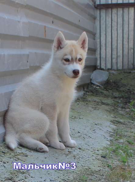 Продажа щенков Хаски в Новосибирске фото 25