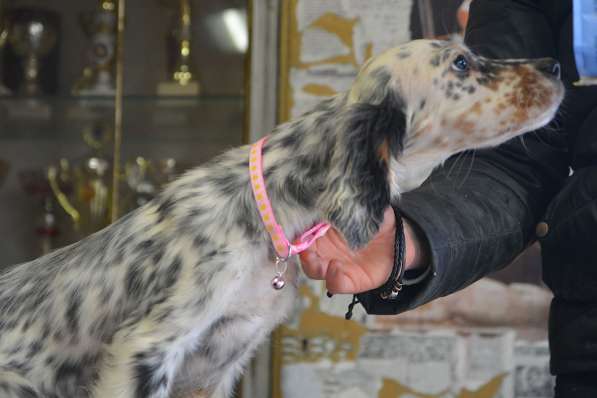 Английский сеттер щенки из элитного питомника в Москве фото 56