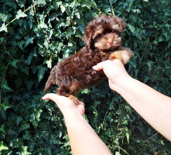 Мальтипу. Choco tan в фото 3