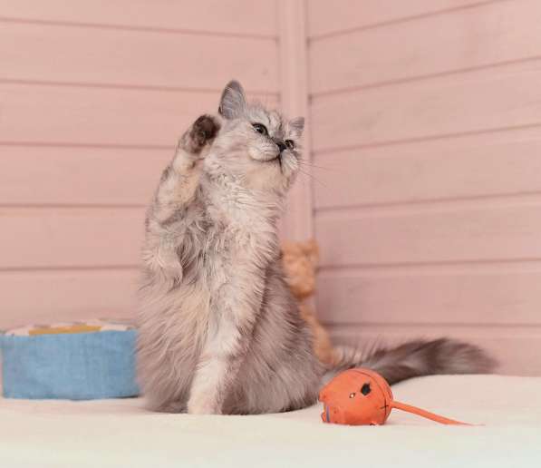 Кошечка Ариель ищет дом в Домодедове фото 6