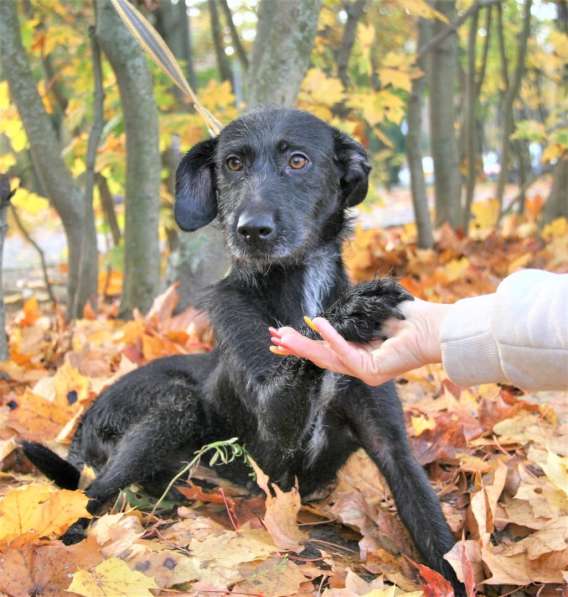 Собака Лиза, потеряшка, очень послушная ищет дом