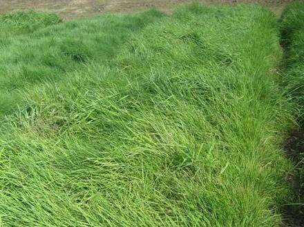 Семена многолетних газонных трав,трав для сенокоса, пастбища в Ростове-на-Дону фото 4
