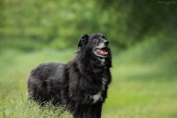 Весёлая, ласковая Чукча ищет семью в Москве фото 53
