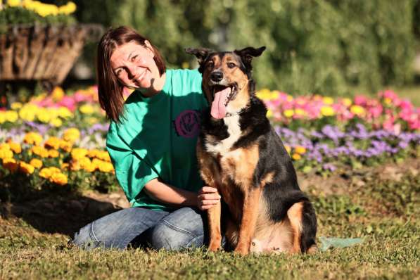 Метис овчарки Рекс ищет дом в Москве фото 4