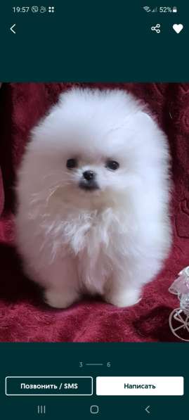 Zwergspitz Welpen (Pomeranian) в фото 6