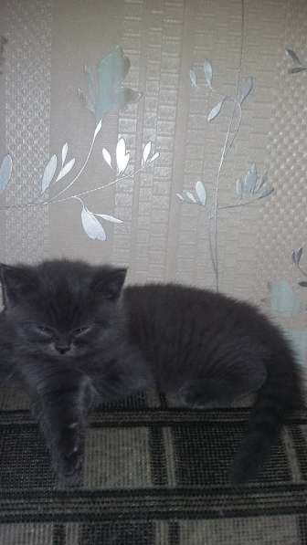 Котята бриташки вислоухий и прямоухий в Москве фото 3