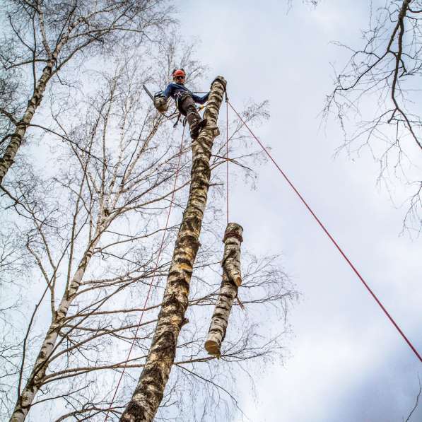 Вам нужно спилить дерево с помощью альпинистов? в фото 5