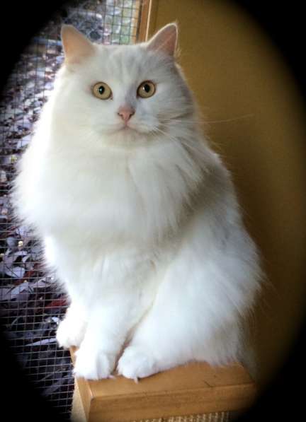Котейки- " сибирской" породы в фото 3
