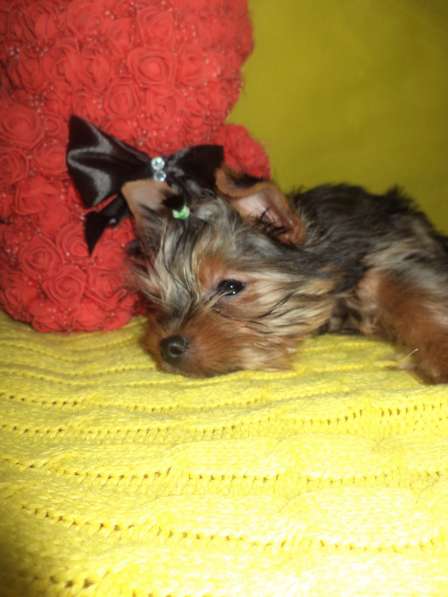 Мини девочка под ёлочку в Новосибирске фото 5