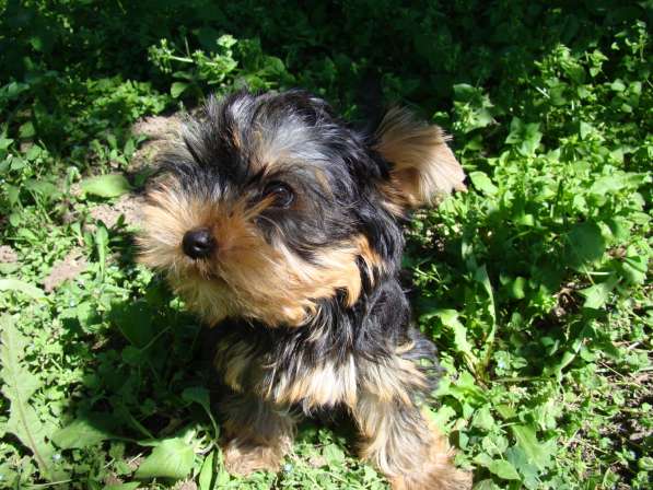 Еркширский терьер в Краснодаре фото 6