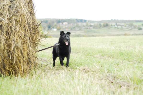 Собака в добрые руки! в Москве фото 4
