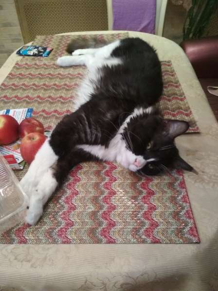 Вязка Мейн Кун в Лобне фото 15