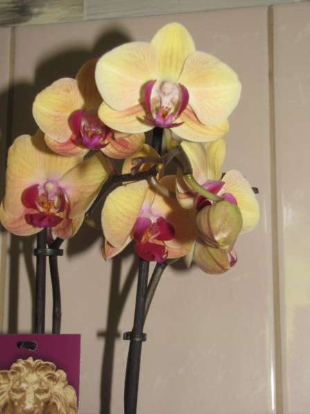 Продам орхидеи цветущие и не цветущие в фото 7