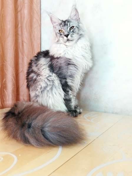 Элитные котята Мейн-кун из питомника Remagic Helga в Барнауле фото 8