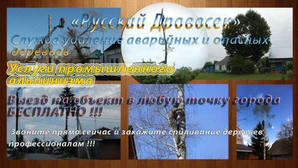 Спил деревьев