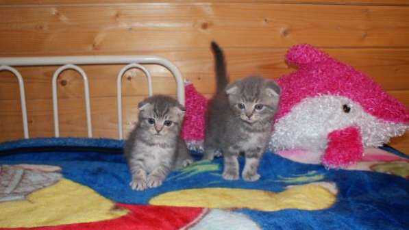 Шотландские красавчики в Москве