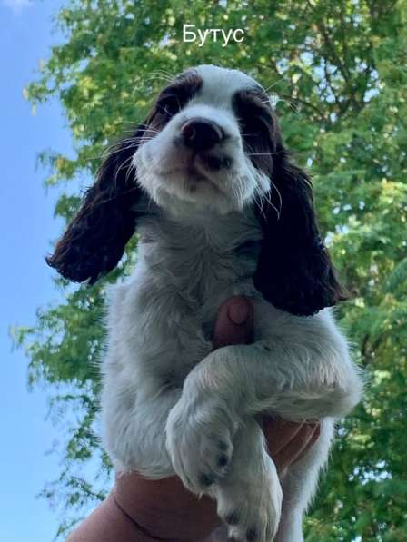 Продаются щенки русского охотничьего спаниеля