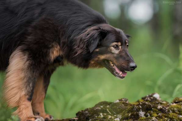 Собака-терапевт Пайпер ищет семью в Москве фото 26