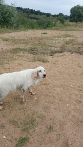 Пёс ищет друга и хозяина в Москве