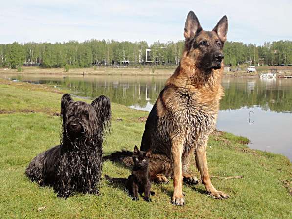 Дрессировка собак всех пород в Иркутске