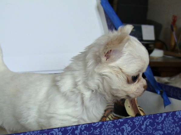 Мини девочка чихуахуа РКФ в Челябинске фото 9