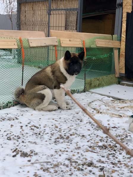 Акита в Ростове-на-Дону фото 60