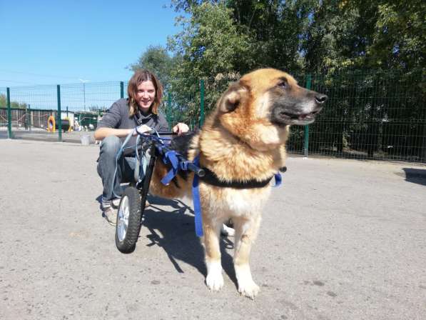 Особенный добряк Мухтар ищет дом в Москве фото 10