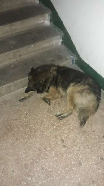 Найдена собака, кобель, около магазина АТБ на 5-ом Заречном