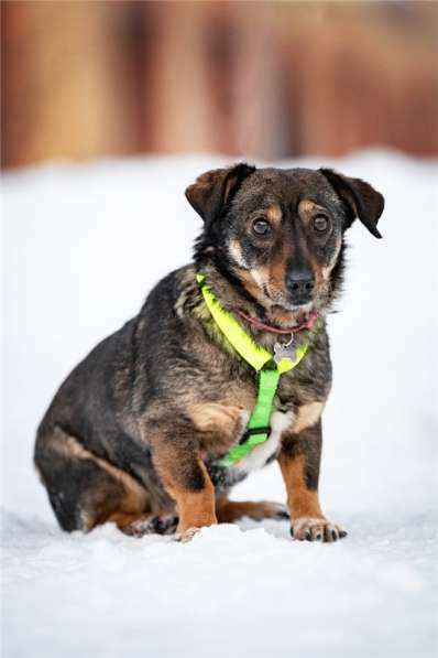 Маленькая собака Тося в добрые руки в Москве фото 5