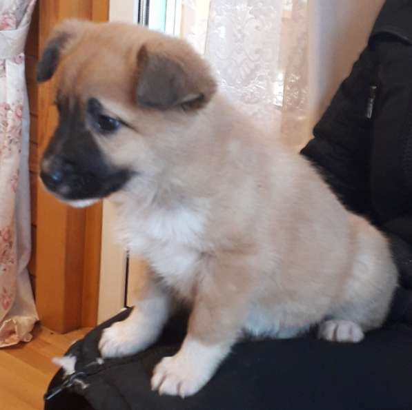 Щенка в добрые руки в Москве фото 9
