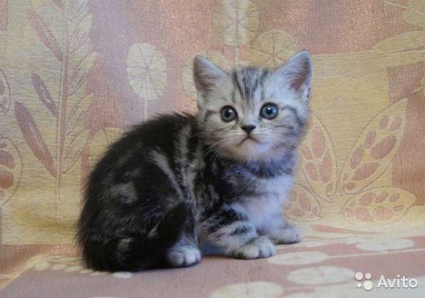 Вязка с британским чемпионом