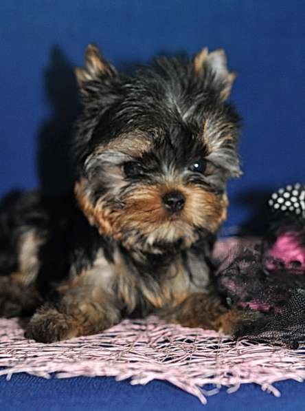 Щенки Йоркширского терьера, мини девочка в Москве фото 9