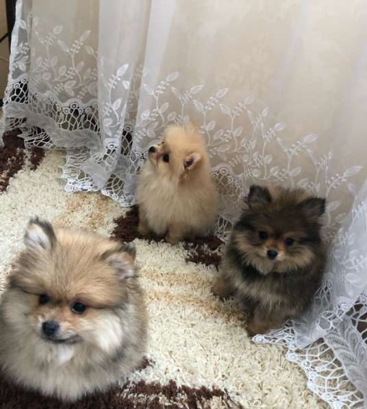 Продам померанський шпіц в фото 5