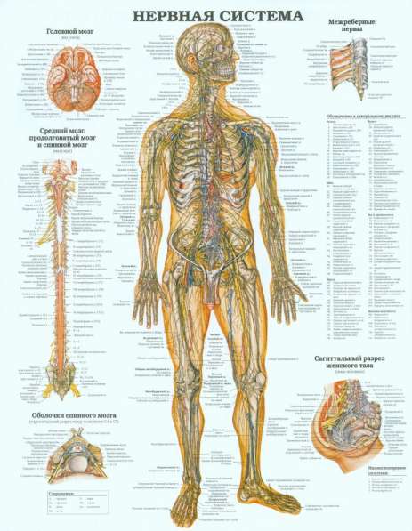 Анатомия. Учебные плакаты (комплект 40 плакатов) в фото 10