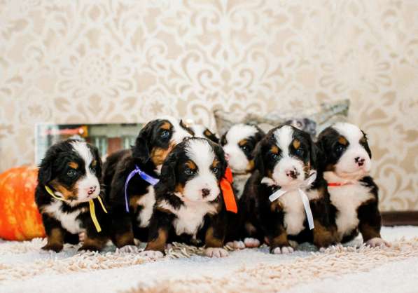 Щенки бернского зенненхунда из питомника в Москве фото 42