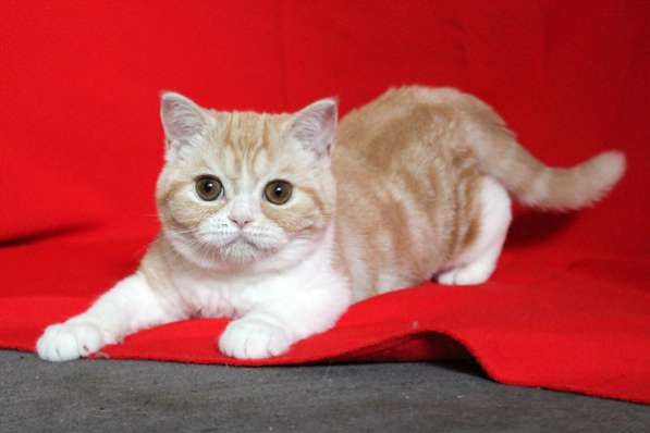 Рыжий шотландский котенок в Ростове-на-Дону фото 4