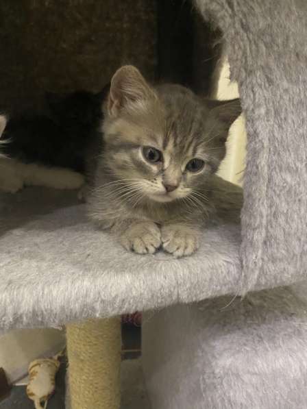 Шотландские котята в Домодедове фото 9