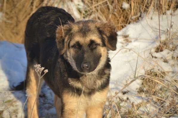 Щенок-подросток Сара в дар! в Москве фото 6