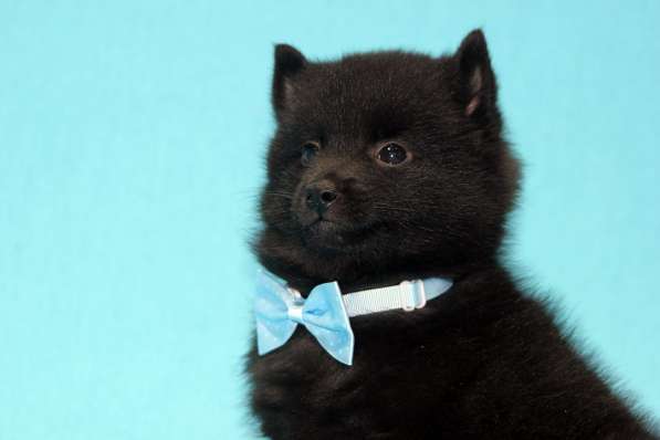 Шипперке щенки из питомника в Москве фото 6