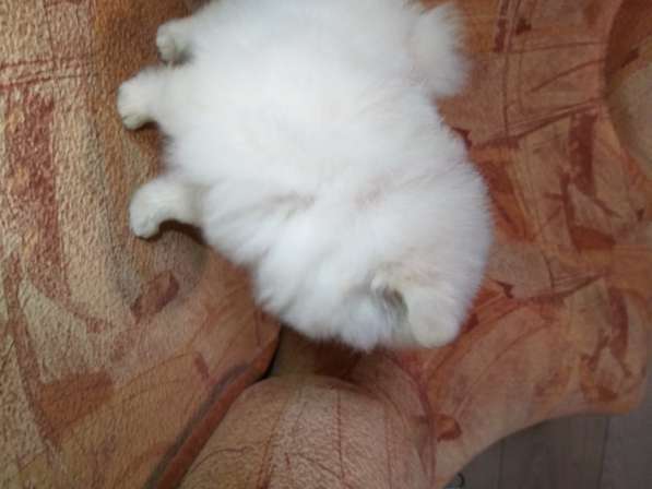 Шикарные щенки померанского шпица из питомника - медвежий ти в фото 14