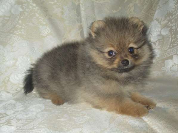 Малышка помераночка в Волгограде фото 5