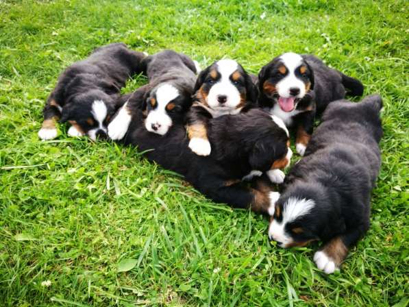 Щенки бернского зенненхунда в Москве фото 10