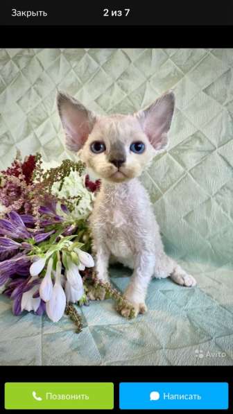 Девон-рекс в Москве