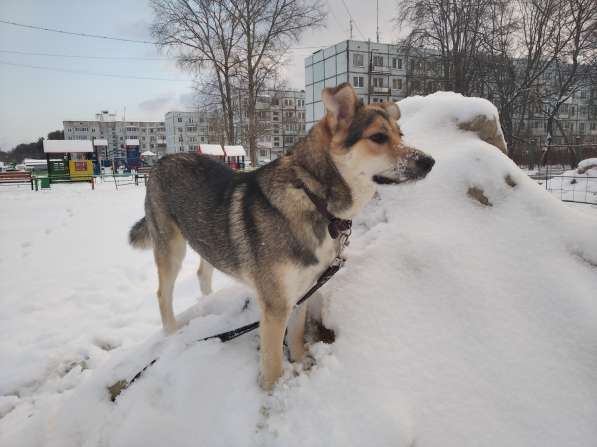 Тася в добрые руки в Ногинске фото 20