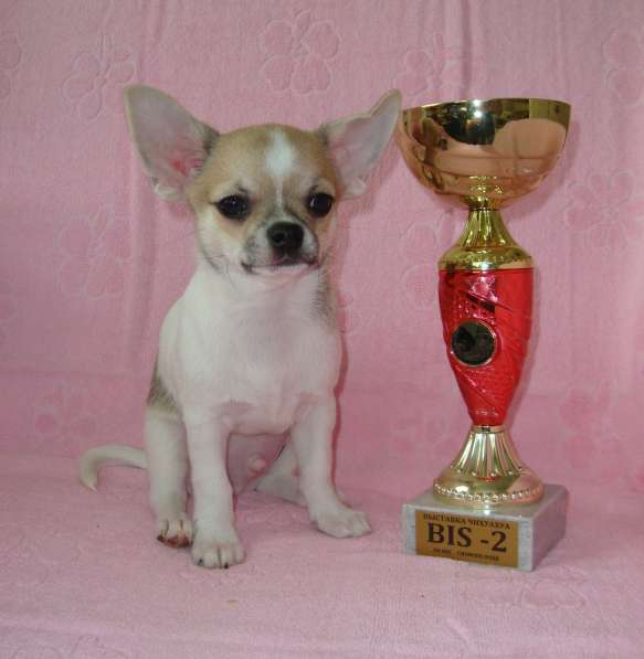 Красавчик чихуахуа в фото 8